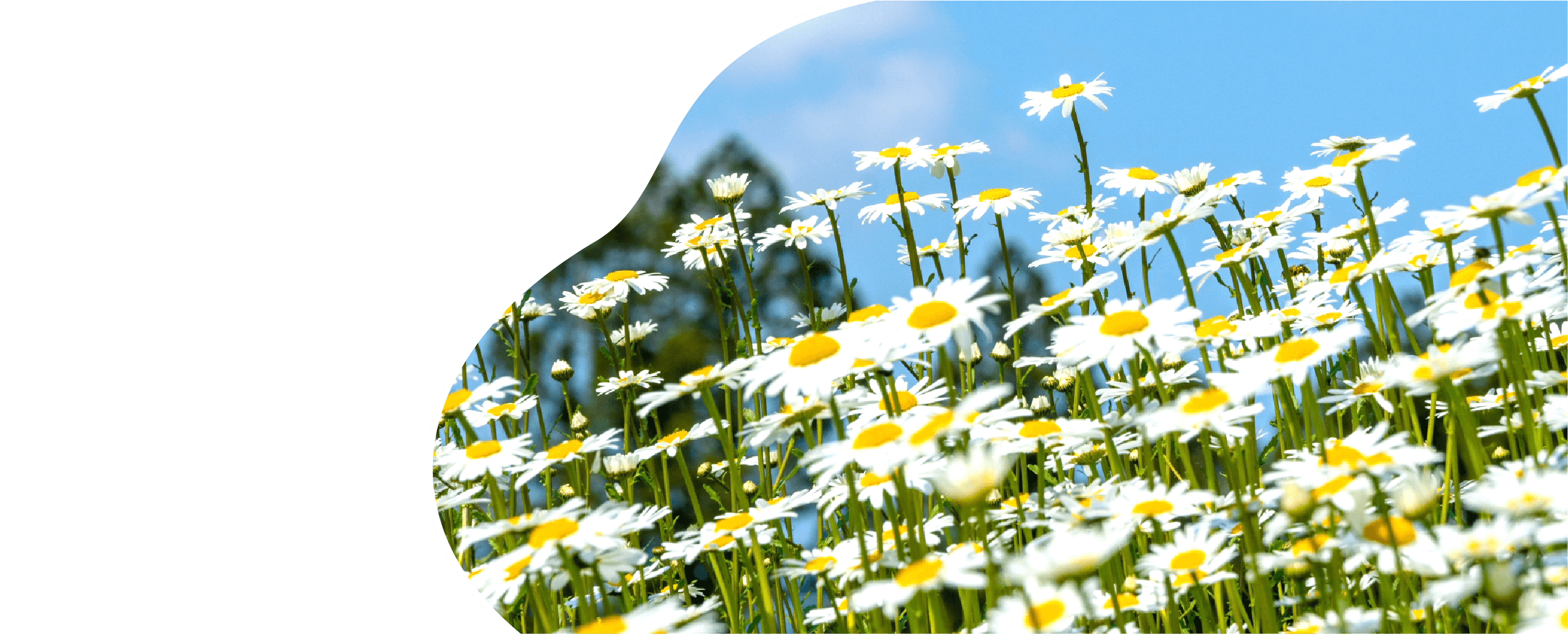 提供サービスのイメージ