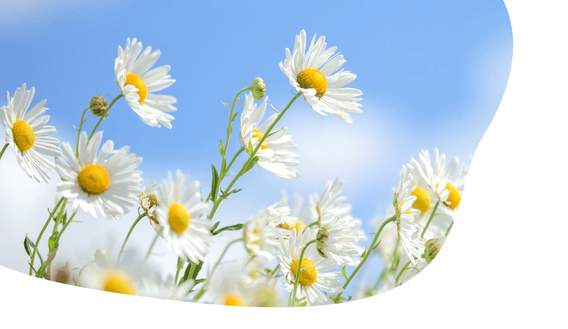 豊かな高齢社会の創造 イメージ